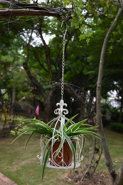 Hanging plants and flowers